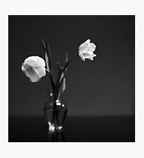 Tulips Photographic Print
