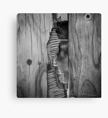 A Glimpse Canvas Print