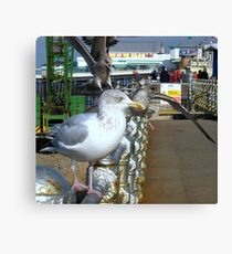 The Gull Queue Canvas Print