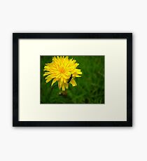 Bug Framed Print