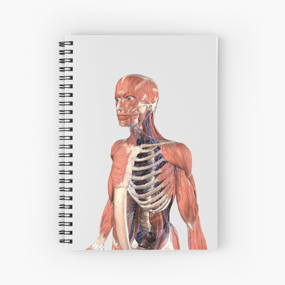 "Human upper body showing muscle parts, axial skeleton and veins