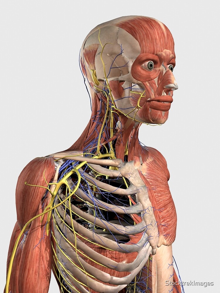 "Human upper body showing muscle parts, axial skeleton ...