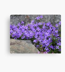 Campanula Leinwanddruck