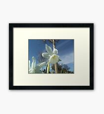 Photo of a Daffodil Framed Print
