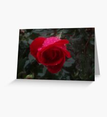 rose with rain Greeting Card