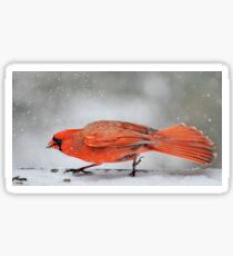 tippy-toe through the snow... Sticker