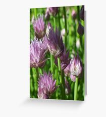Chives In Bloom Greeting Card
