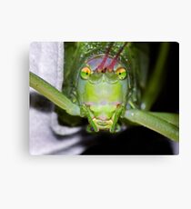 TRICK or TREAT !! Canvas Print