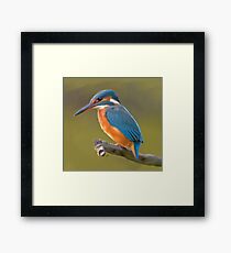Kingfisher bird print Framed Print