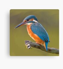 Kingfisher bird print Canvas Print