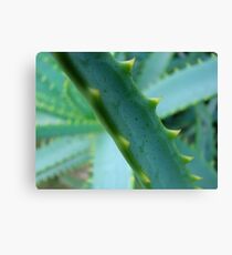 Cactus teeth Canvas Print