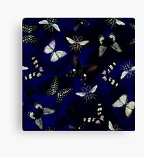 Insect butterfly Canvas Print