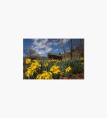 Daffodils and Covered Bridge Art Board