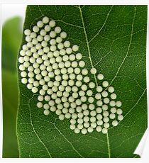 Signs of Life Poster