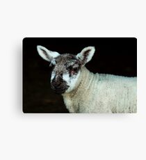 Nobby Canvas Print