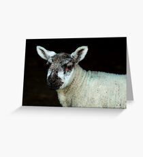 Nobby Greeting Card