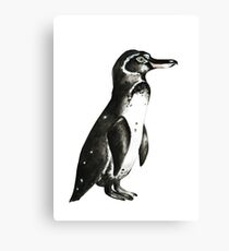 GALAPAGOS PENGUIN Canvas Print