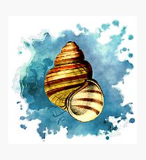 Seashell Art (1 of 3) Photographic Print