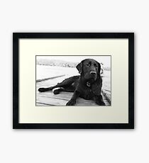 Black Lab Framed Print