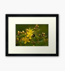 The Bumble Bee Framed Print