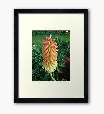 Hot Poker Framed Print