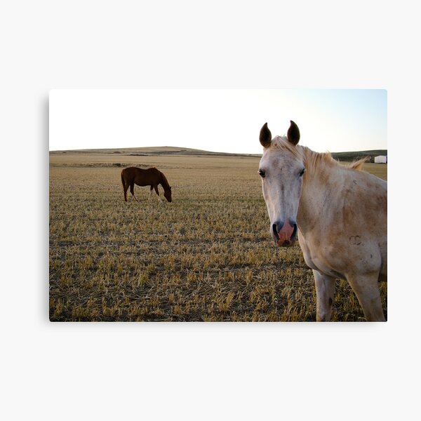 You better not be checking her out!!!!!!!! Canvas Print