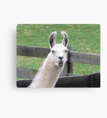 NO! I AM NOT THE EASTER BUNNY!! Canvas Print