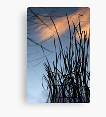 Water Reeds Canvas Print