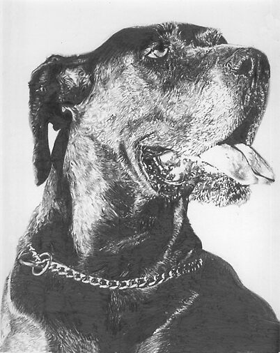 "Great Dane Pencil Drawing" by onlypencil | Redbubble