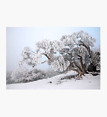 Snowbound Snowgum, Mt Feathertop, Australia Photographic Print