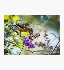Eastern Spinebill with Buddleja Photographic Print