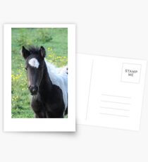 Pony Postcards