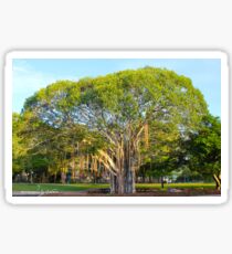 Banyan Tree Sticker