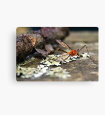 Hey, that's my blood! Give it back! Canvas Print