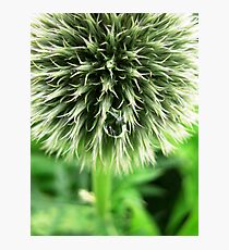 green Photographic Print