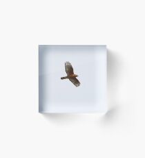 Red Shouldered Hawk Acrylic Block