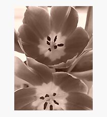 Tulips Photographic Print