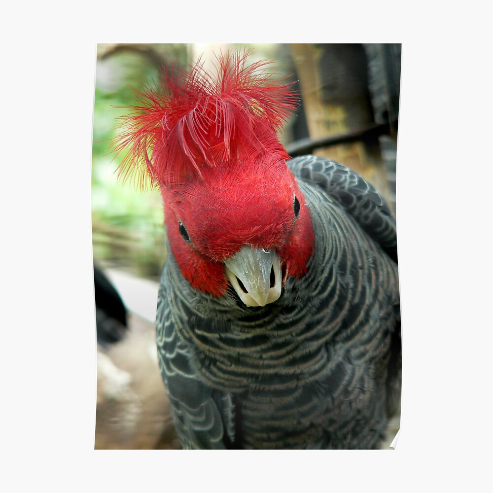 gang gang cockatoo song