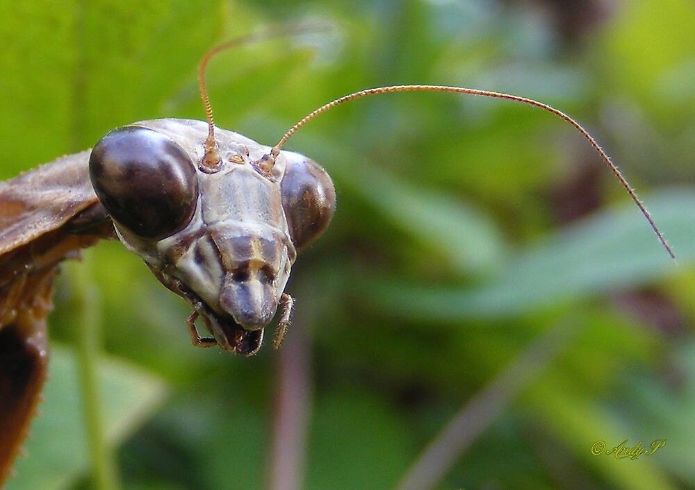 "Praying Mantis up close." by Andy2302 | Redbubble