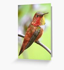 My Rufous Friend Greeting Card