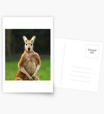 Kangaroo Postcards