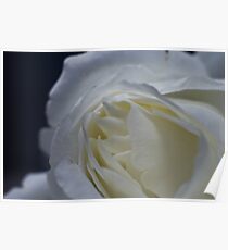 A Rose By Any Other Name... Poster