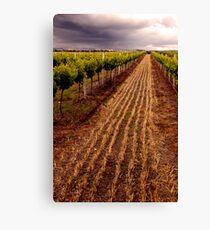 Barossa Vines Canvas Print