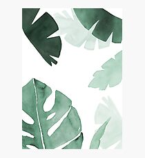 Greenery Photographic Print
