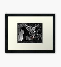 Lioness on a Kill - B&W Framed Print