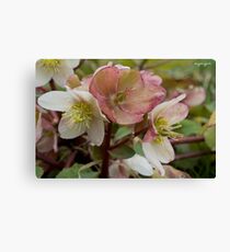 White and Pink Helleborus Flowers Canvas Print