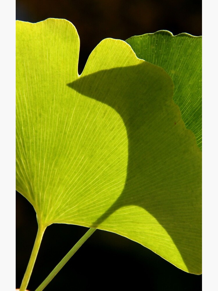 green pair by yvesrossetti