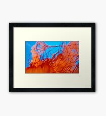 Jelly Fish Series no.1 Framed Print