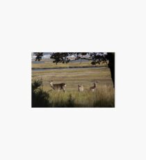 Arne Deer Art Board