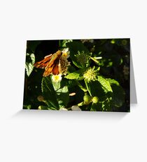 Nectar Greeting Card